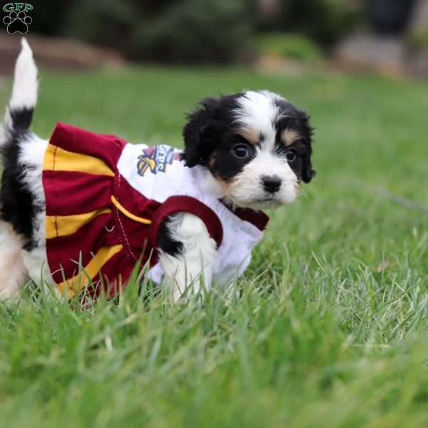 Taylor, Cavachon Puppy